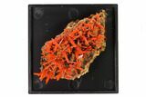 Bright Orange Crocoite Crystal Cluster - Tasmania #148514-3